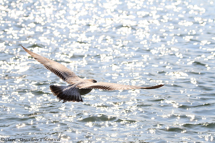 Mes photos d'oiseaux - maj 16/04/2018 (oiseaux du jardin) - Page 4 Img_2015