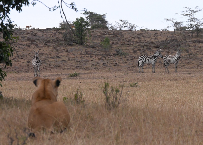 Mara North Safari Oct. 2015 P1130310