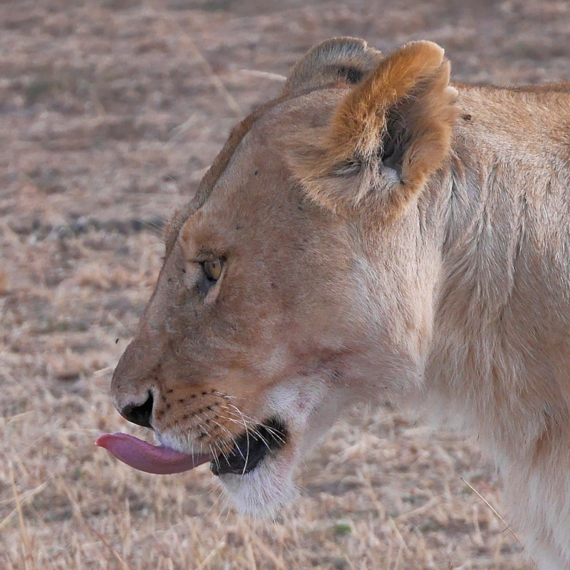 Mara North Safari Oct. 2015 P1130411