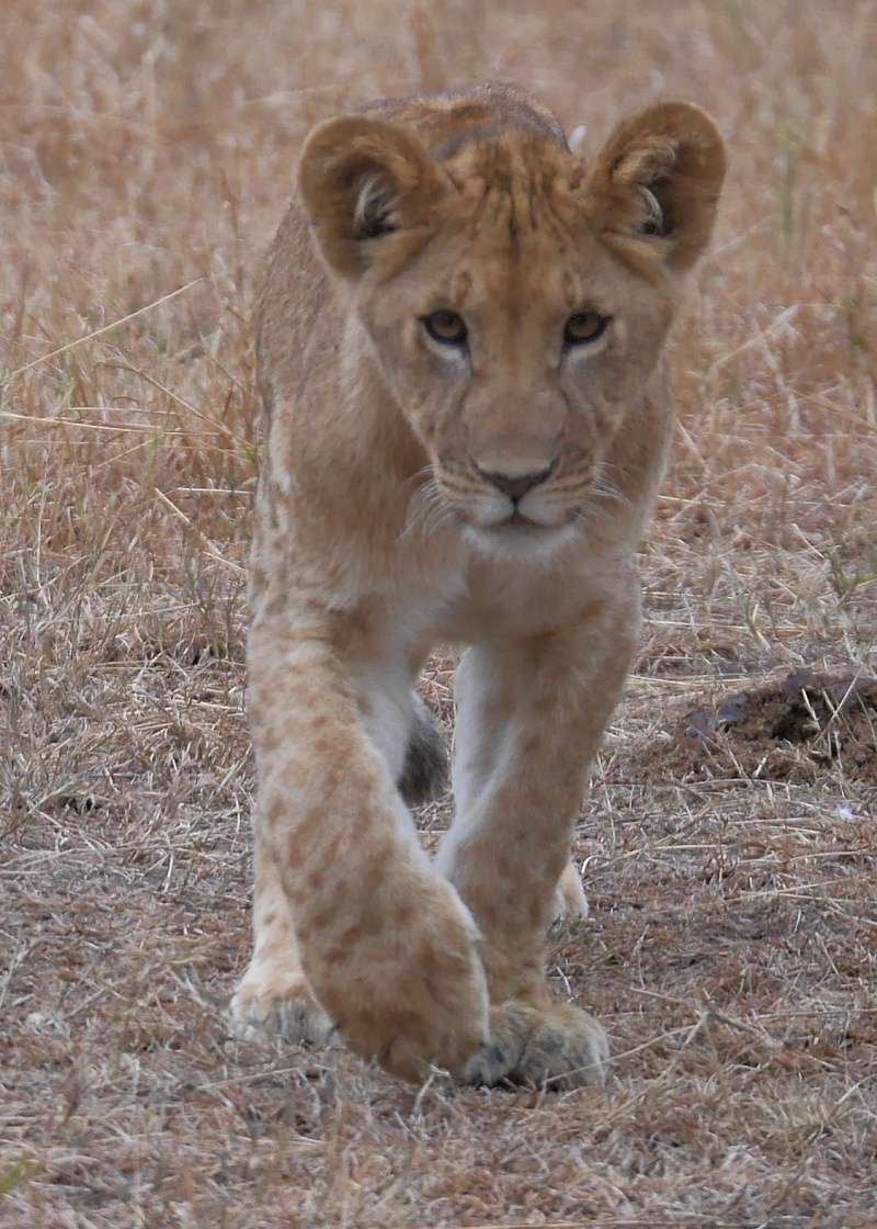 Mara North Safari Oct. 2015 P1130610