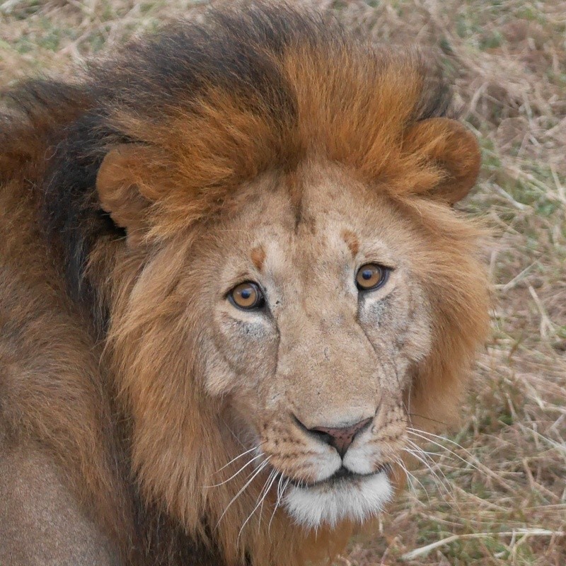 Mara North Safari Oct. 2015 P1140010