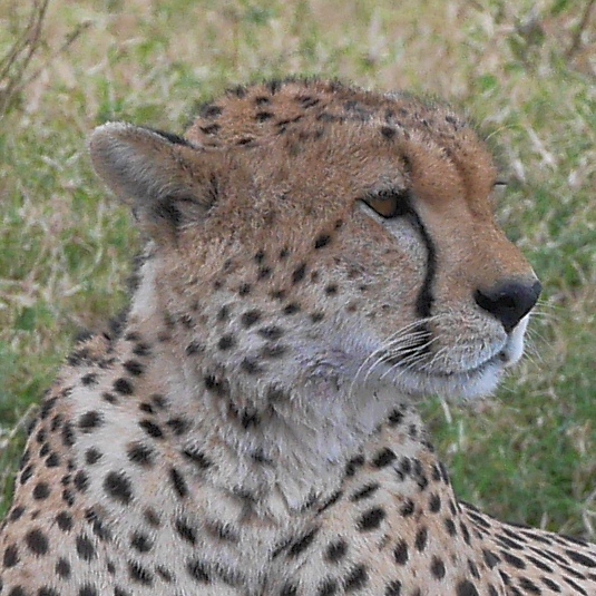 Mara North Safari Oct. 2015 P1140111