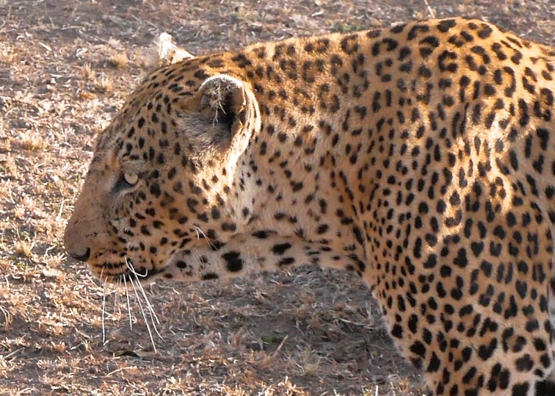 Mara North Safari Oct. 2015 P1140219