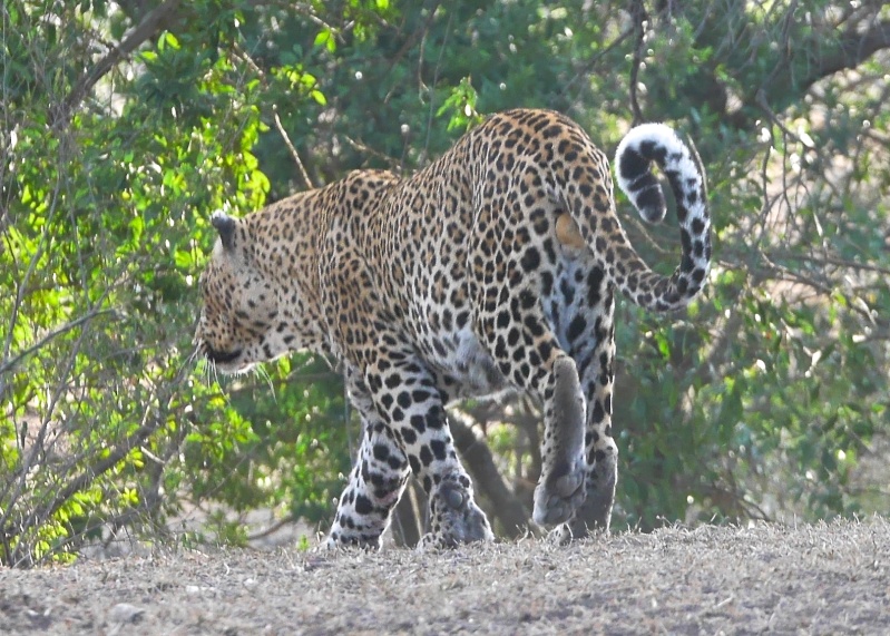 Mara North Safari Oct. 2015 P1140220