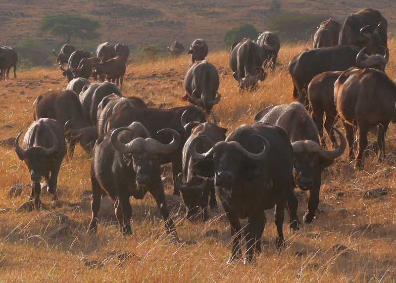 Mara North Safari Oct. 2015 P1140310
