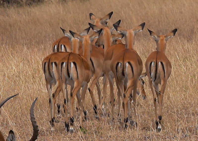 Mara North Safari Oct. 2015 P1140610