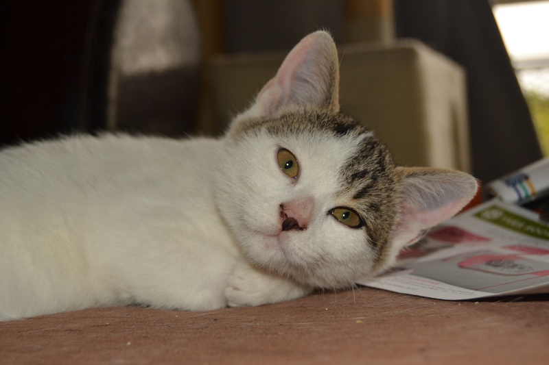 Levi, mâle type européen blanc et tabby né 15/07/2015 211