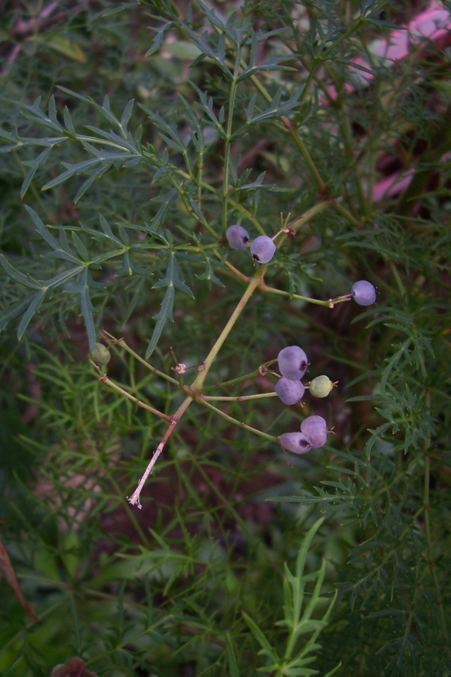 Wollemia nobilis, Polyscias sambucifolia, Grevillea rhyolitica, Tetragonolobus purpureus  [devinette] 100_7612