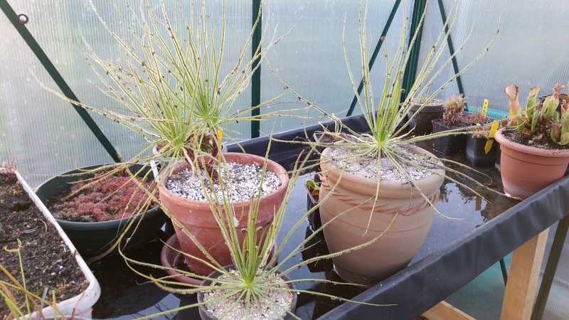 Comment semer et maintenir un drosophyllum ? 20150920