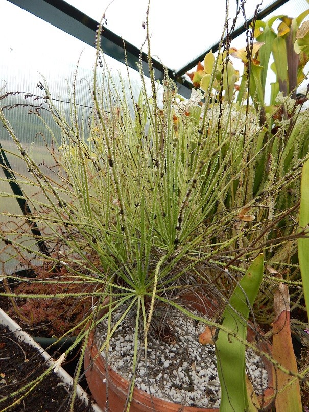 Comment semer et maintenir un drosophyllum ? Dscn2711