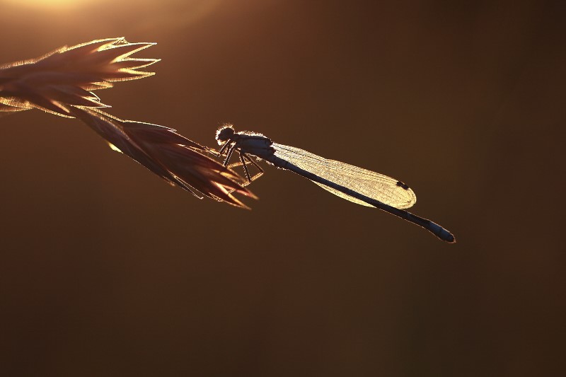 Election de la photo du concours d'octobre 2015 + Résultats 0811