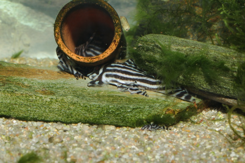 Hypancistrus zebra Groupe10