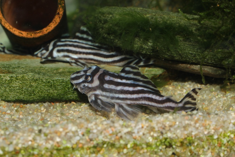 Hypancistrus zebra Myle_e19