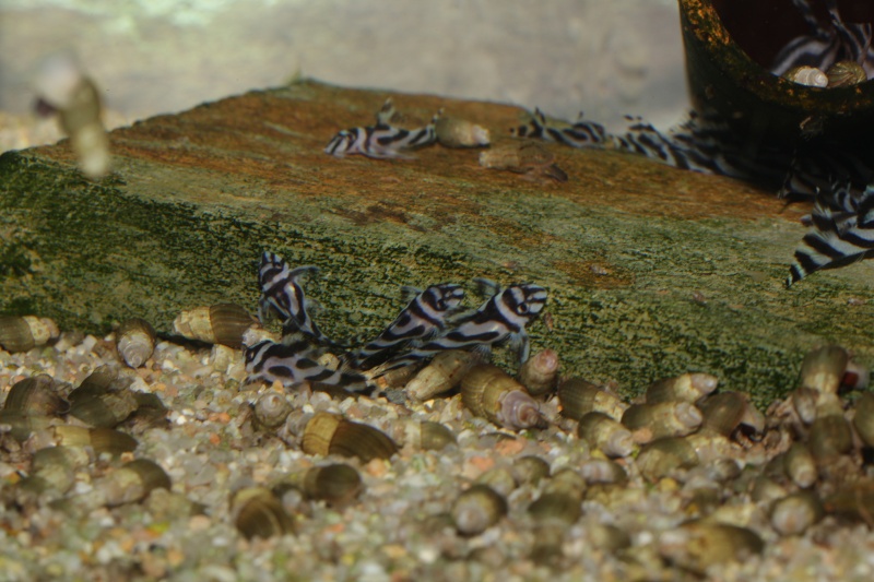 Hypancistrus zebra Myle_e30