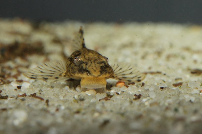 Sturisomatichthys leightoni Sturis12