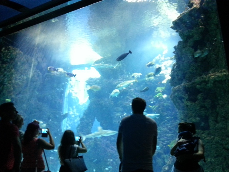 Aquarium de Monaco et ...Coulisses! 20150713