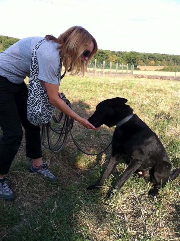 HOUSTON - x labrador/berger belge ? allemand ? noir 4 ans  - SLPA à Amance (54) Img_1411