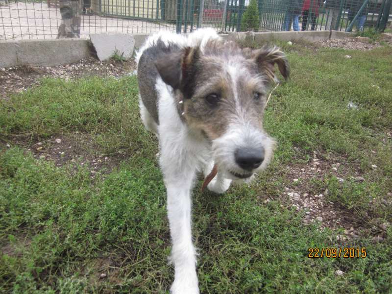 Lia1, Croisée Fox Terrier née en 02/2015 - Refuge SLPA Amance Img_9113