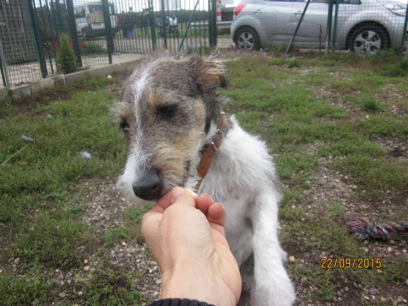 Lia1, Croisée Fox Terrier née en 02/2015 - Refuge SLPA Amance Img_9114