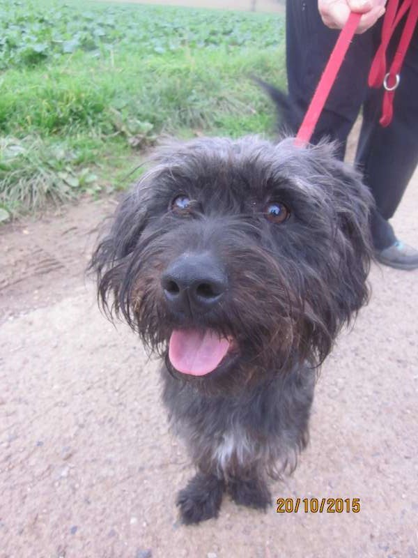 Réglisse, Croisé Cairn terrier né en 01/2015 - Refuge SLPA Amance Reglis11