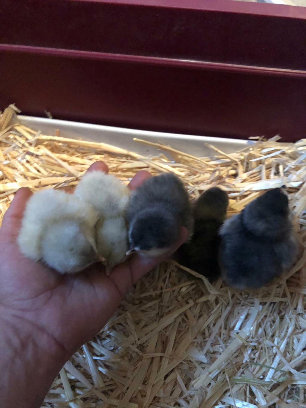 Nouvelles venues avec ma poulette Marans et mes 6 poussin  B1f83c10