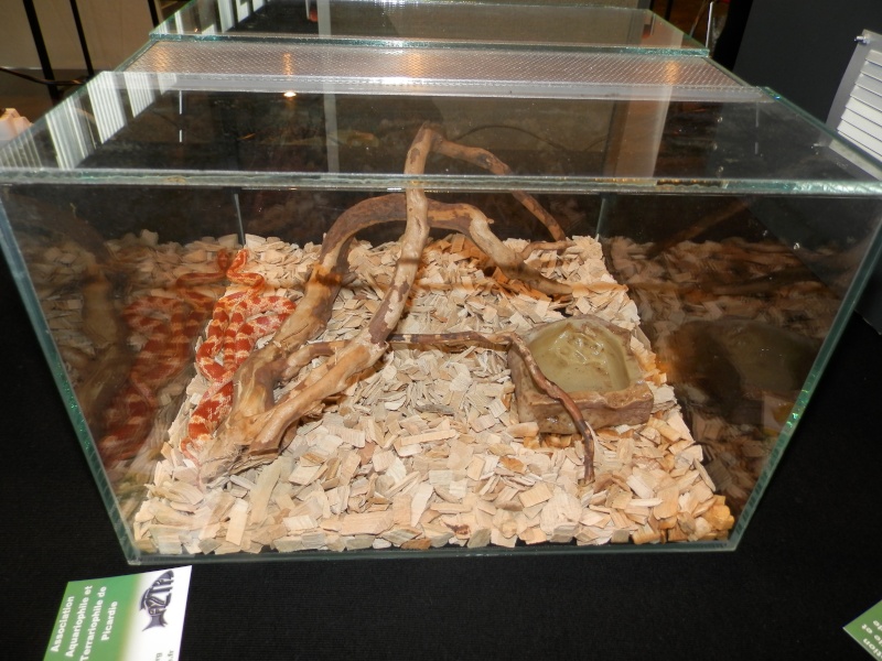 Reptile day 2015 Pb080016