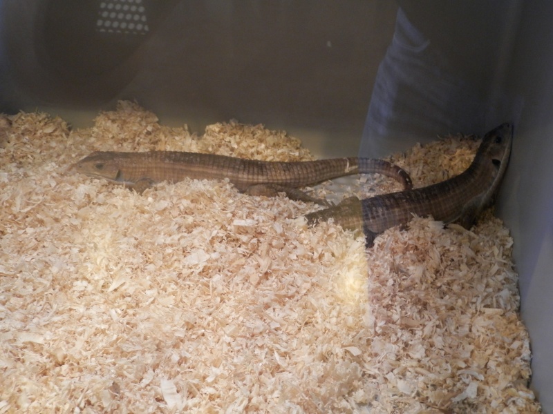 Reptile day 2015 Pb080060