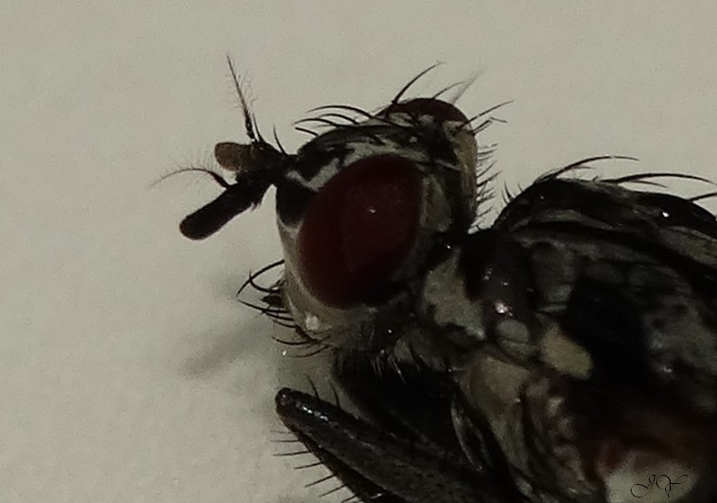 Anthomiidae. Mouche10