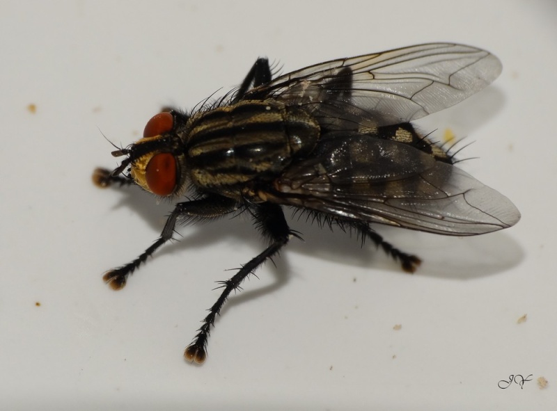 Sarcophagidae. Sarcop10