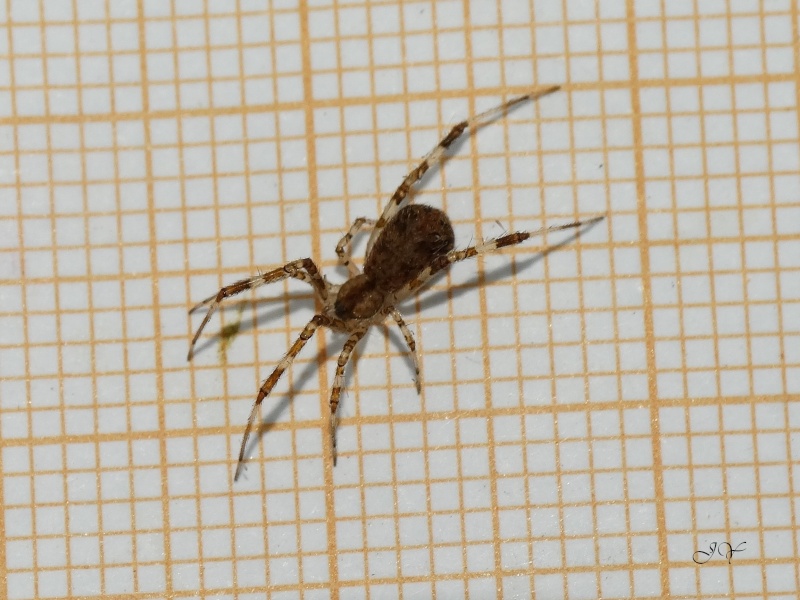 Theridiidae. Therid10