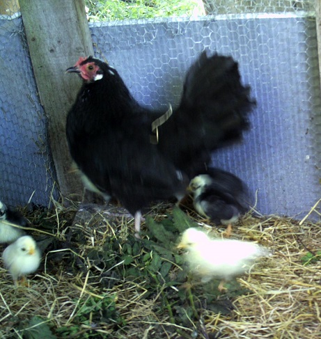 mon coq nain et ma poule naine avec ses petits Pict0010