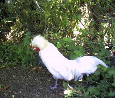 mon coq nain et ma poule naine avec ses petits Pict0012
