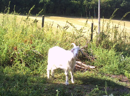 BOUC qui fugue Pict0312