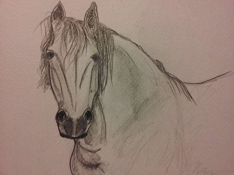 croquis de tete de poney 20151010