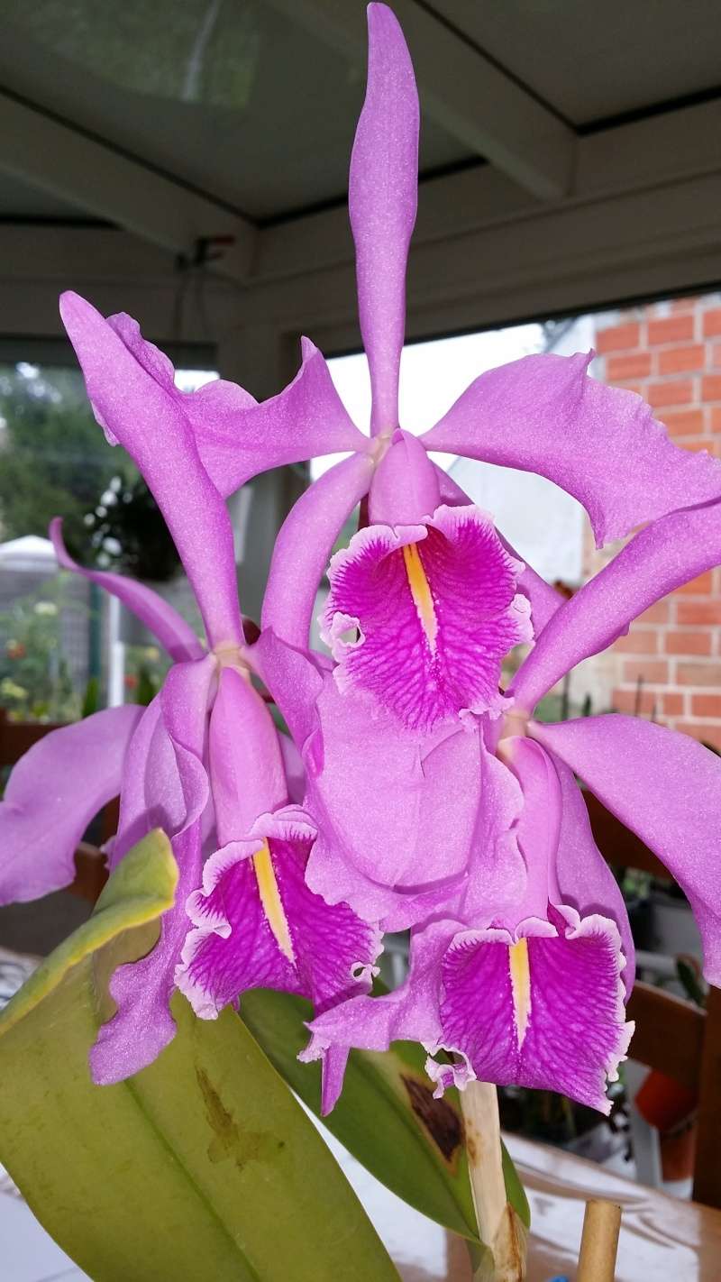 cattleya maxima 20150912