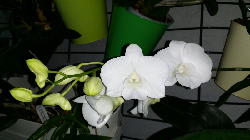 dendrobium phalaenopsis Emma White 20151116