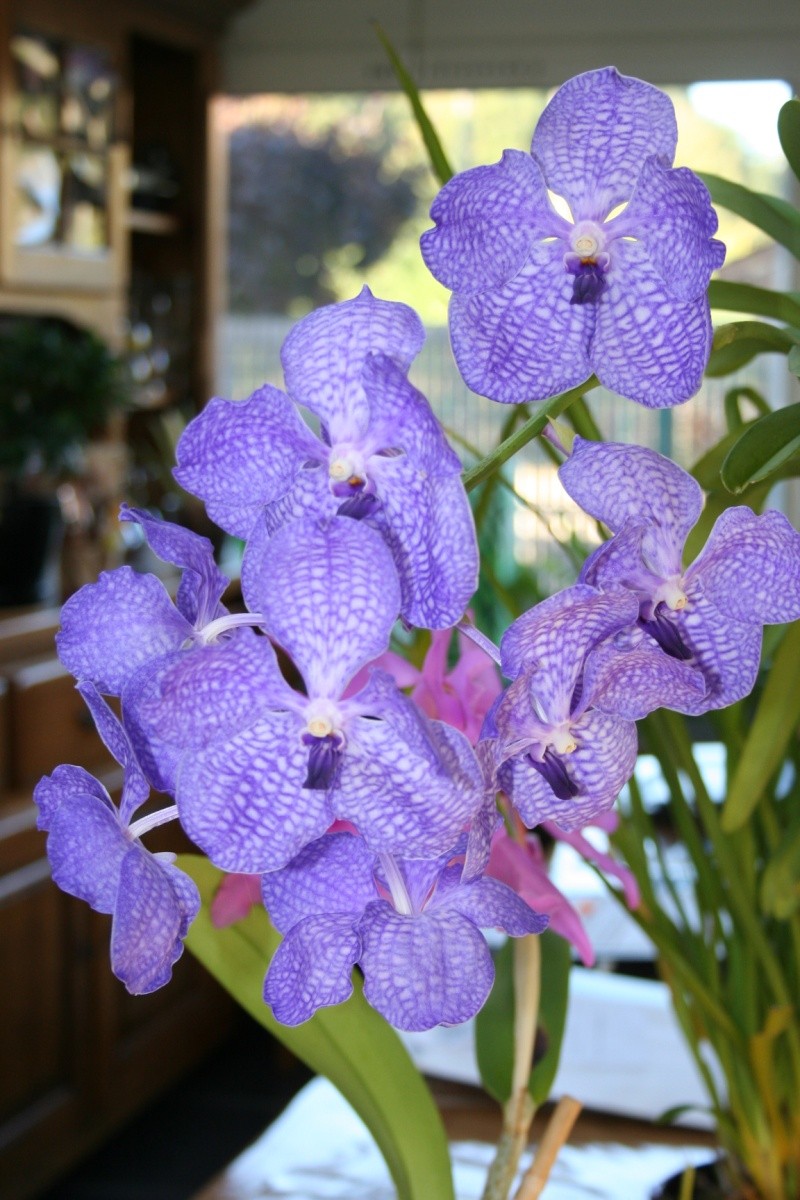 vanda golamsco blue magic Img_2223