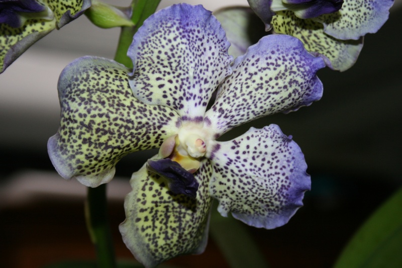 vanda moonlight blue - Page 2 Img_2321