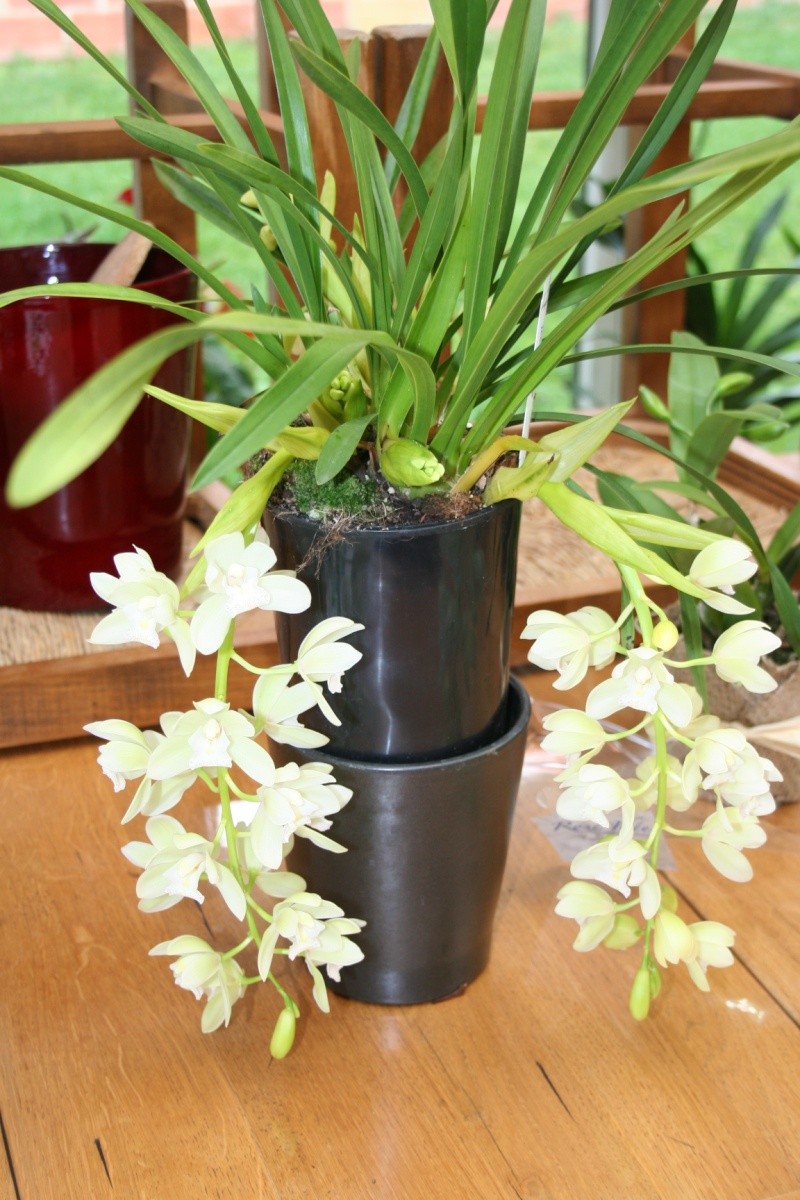 cymbidium ice cascade  Img_2323