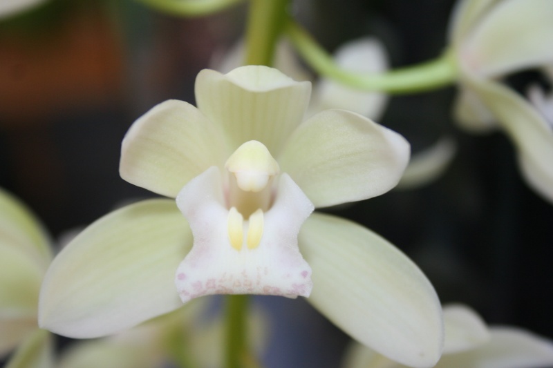 cymbidium ice cascade Img_2331