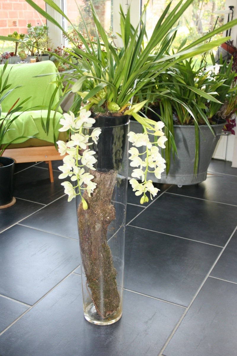 cymbidium ice cascade  Img_2332