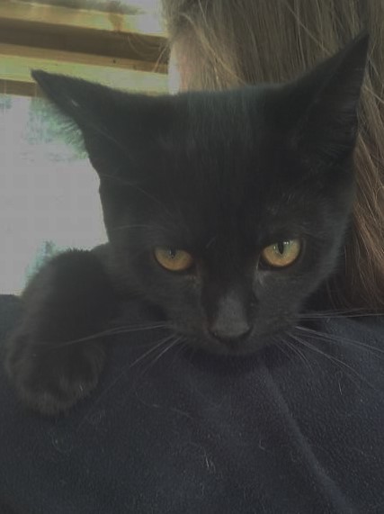 chatons - SOS ANIMAUX MOINEVILLE : nos chatons à l'adoption au 19/07/2015 Chaton10