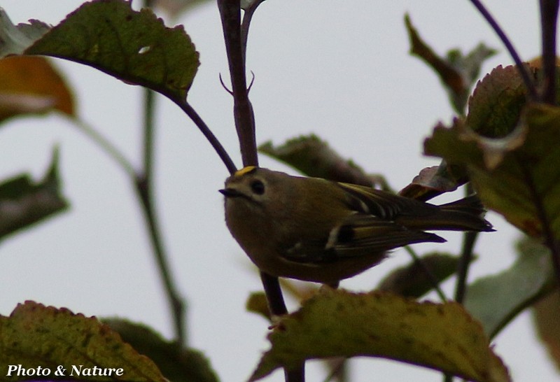 Pouillot ou pas ? Img_0210