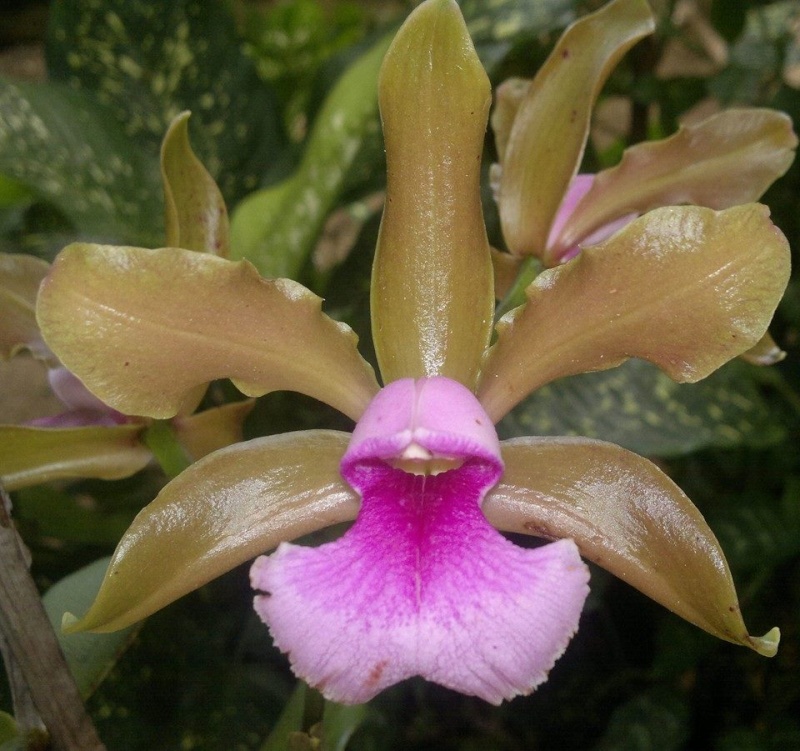Photos d'orchidées inédites   - Page 6 10152610