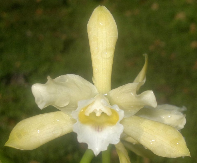 Photos d'orchidées inédites   - Page 6 10516610