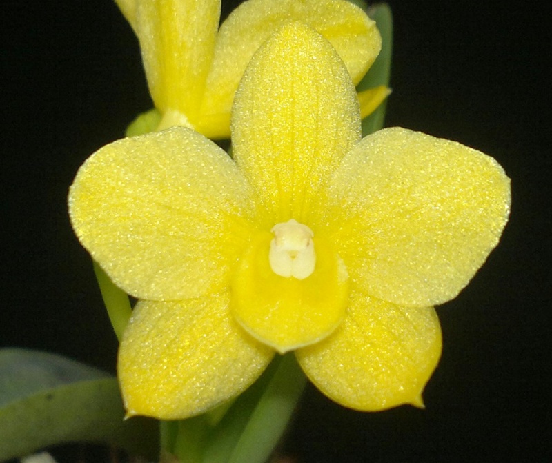 Photos d'orchidées inédites   - Page 6 12096511