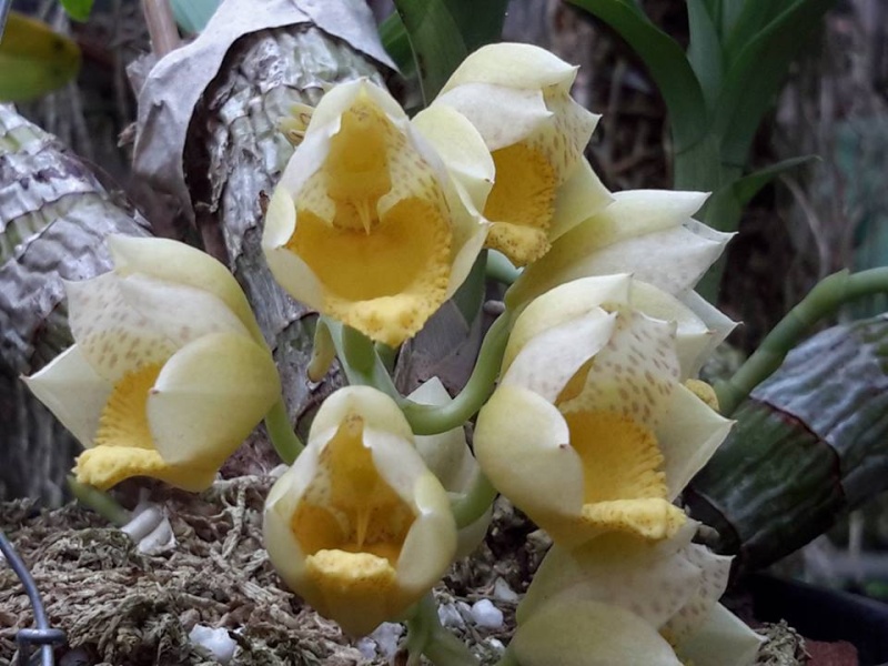 Photos d'orchidées inédites   - Page 6 12179610