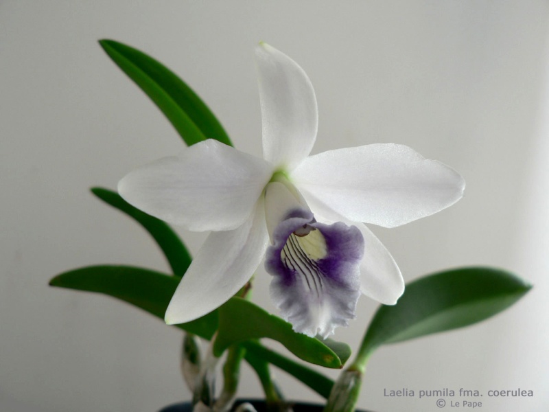 Cattleya bicalhoi (Laelia dayana) f. coerulea Laelia14