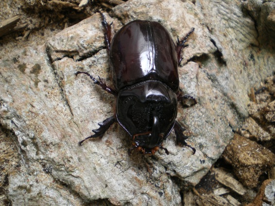 ORYCTES NASICORNIS MARIEI Lan_0210