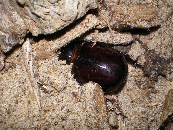 ORYCTES NASICORNIS MARIEI Lan_0510